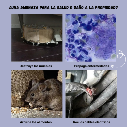 BestSeller™ - Armadilha Humana Em Gaiola Para Ratos, Camundongos E Esquilos Vivos