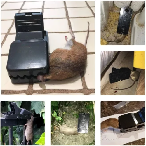 Bestseller™ – Trampa De Presión Para Ratas – Trampa Robusta Y De Alta Resistencia