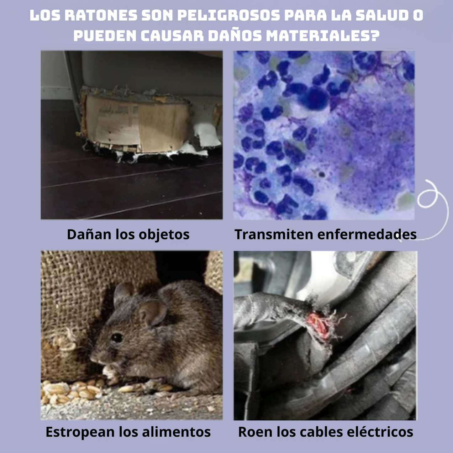BestSeller™ - Jaula trampa humanitaria para ratones y ardillas vivas