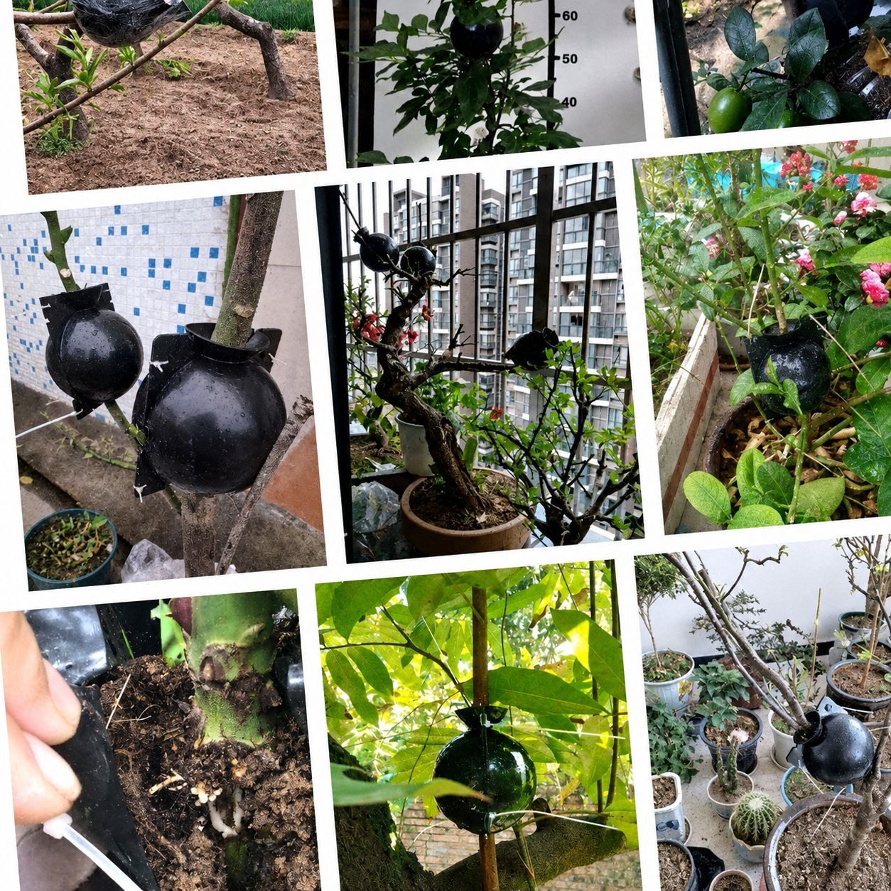 Caja de Enraizamiento para Acodo Aéreo – Pack de 10 Reutilizable para Propagación de Plantas