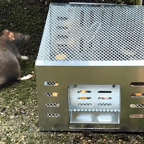 BestSeller™ - Jaula trampa humanitaria para ratones y ardillas vivas